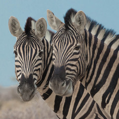 Zwei Zebras