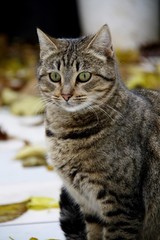 A cat with a tiger coloring and green eyes