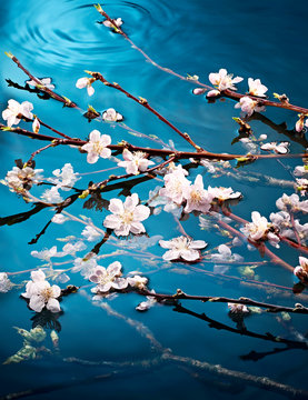Cherry blossom flowers growing over water