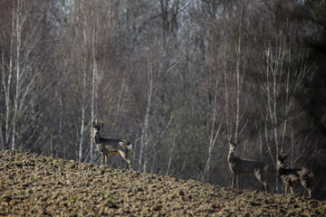 Sarny © marcinbawiec