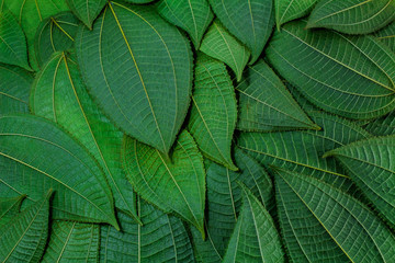 The leaves are green on a white background. creative layout made at phuket Thailand