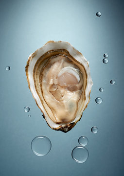 Oyster with water drops against gray background