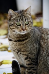 A cat with a tiger coloring and green eyes