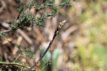 One wild asparagus grows in natural conditions. Puglia, Italy