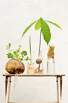 Potted plants on table against white wall