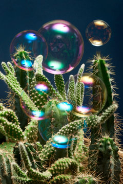 Close up of cactus with soap bubble