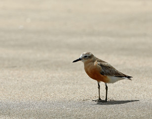 Dotterel Maoriregenpfeifer Neuseeland