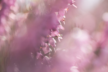 rosa blüten
