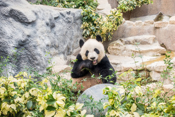 Panda bear - Image