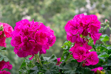 geranium pink color in spring