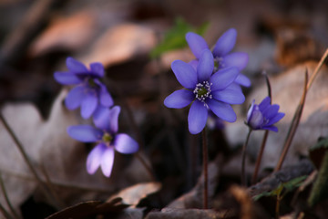 Hepatica small wild flower in forest. Liverwort blooming in early spring.