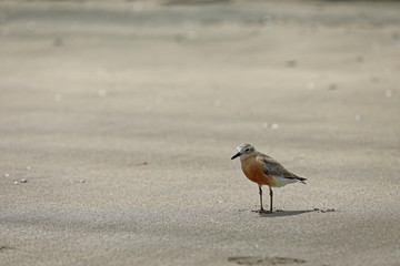 Dotterel Maoriregenpfeifer Neuseeland