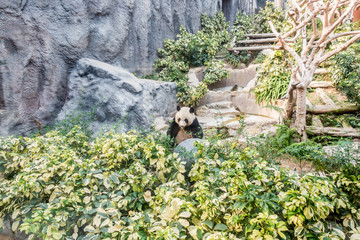 Fototapeta na wymiar Panda bear - Image