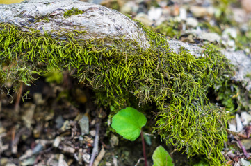 Long green moss covering cracked rocks and tree roots in the forest, selective focus