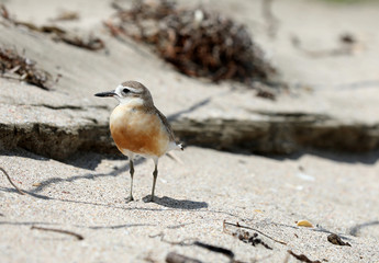 Dotterel Maoriregenpfeifer Neuseeland