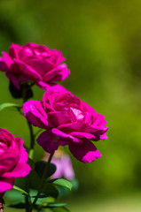 Purple Rose flower. Nature. close up, selective focus