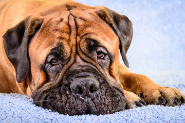 big dog bullmastiff animals theme