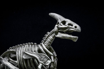 Saurolophus Dinosaur skeleton model