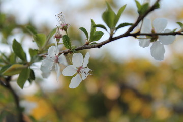 blooming tree in spring