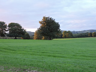 tree in the park near sunset