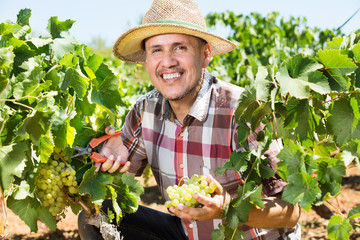 Latino man picking ripe grapes on vineyard
