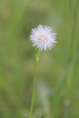 dandelion on green background