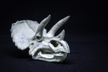 Triceratops Dinosaur head skull model on black background © Ruben