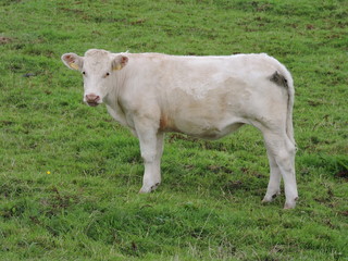 Cow in Irish pasture