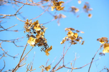 Nature concept-Beautiful spring landscape with trees branches on blue sunny sky background, space for text, selective focus. Colorful spring background with yellow flowers on trees. Springtime concept