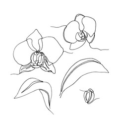 Hand drawn orchid flower, one single line drawing.
