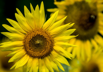 Field of yellow sunflowers in bloom.