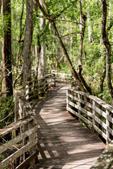 path in the woods of the everglades