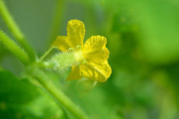 Young cucumber growing in the greenhouse. Yellow cucumber flower. Growing vegetables.