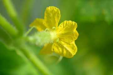 Young cucumber growing in the greenhouse. Yellow cucumber flower. Growing vegetables.