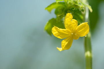 Young cucumber growing in the greenhouse. Yellow cucumber flower. Growing vegetables.