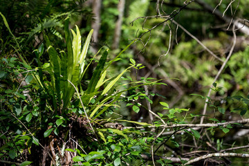 grass on the ground in the everglades