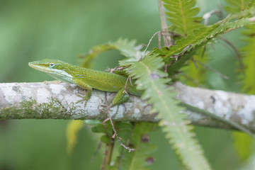 green lizard on a branch in the ecerglades