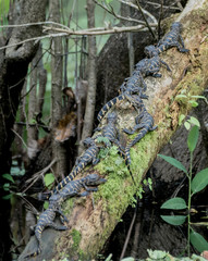 young alligators in the everglades