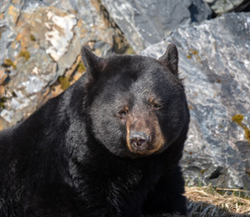 Black Bear