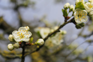 a branch with a beautiful white plum blossom flower and a soft background