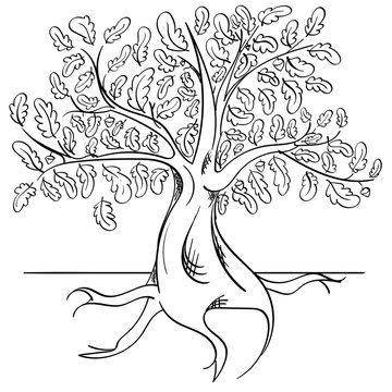Line art of an oak tree