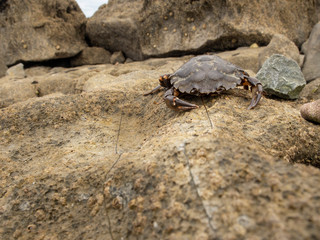 Brown crab on a stone surface.