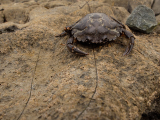 Crab on a stone. Concept wild life.