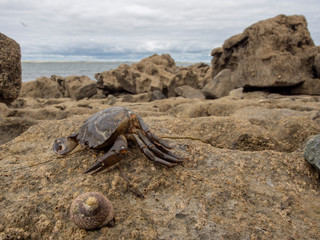 Crab on a stone. Ocean water in the background.Concept wild life.