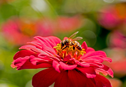 A Honeybee feeds on pollen from a pink Zinnia flower.