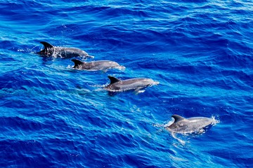 Atlantic Spotted Dolphin Pod © jg1153