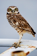 Perched Burrowing Owl 