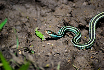 Gulf Coast Ribbon Snake