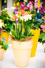 beautiful Phalaenopsis orchid flowers