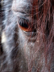 Smunty kucyk © ©Elzbieta P.